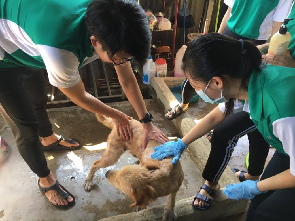 Animal Shelter in Malaysia