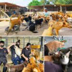 Animal Shelter in Malaysia