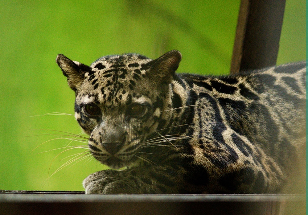 Matang Wildlife Centre