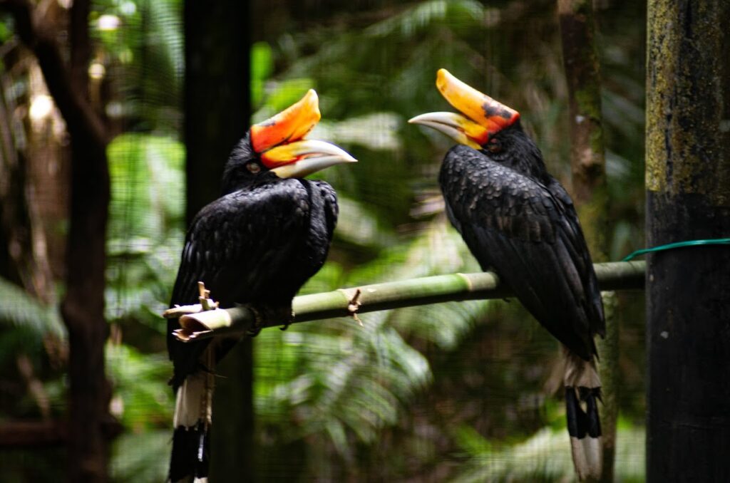 Matang Wildlife Centre