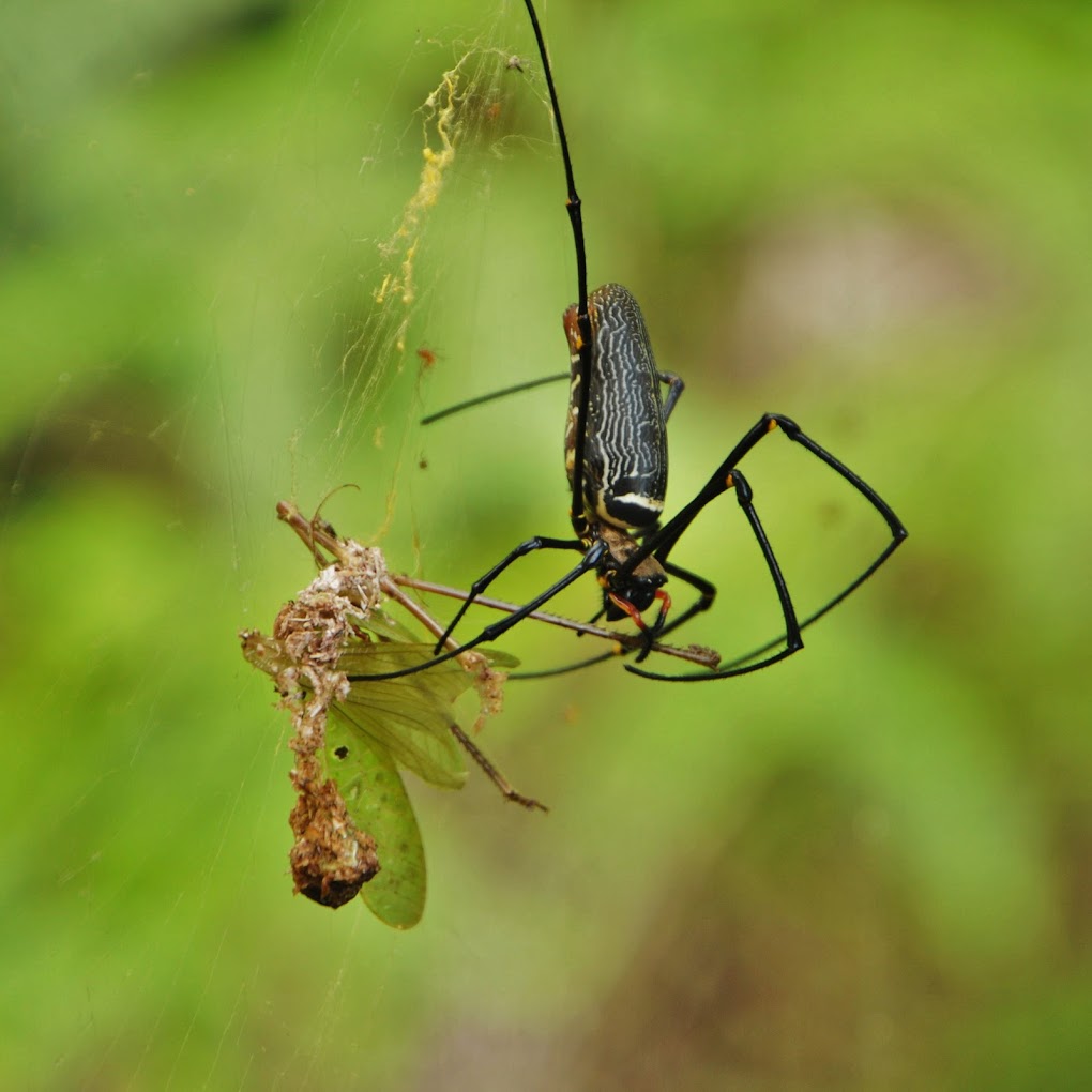 Matang Wildlife Centre