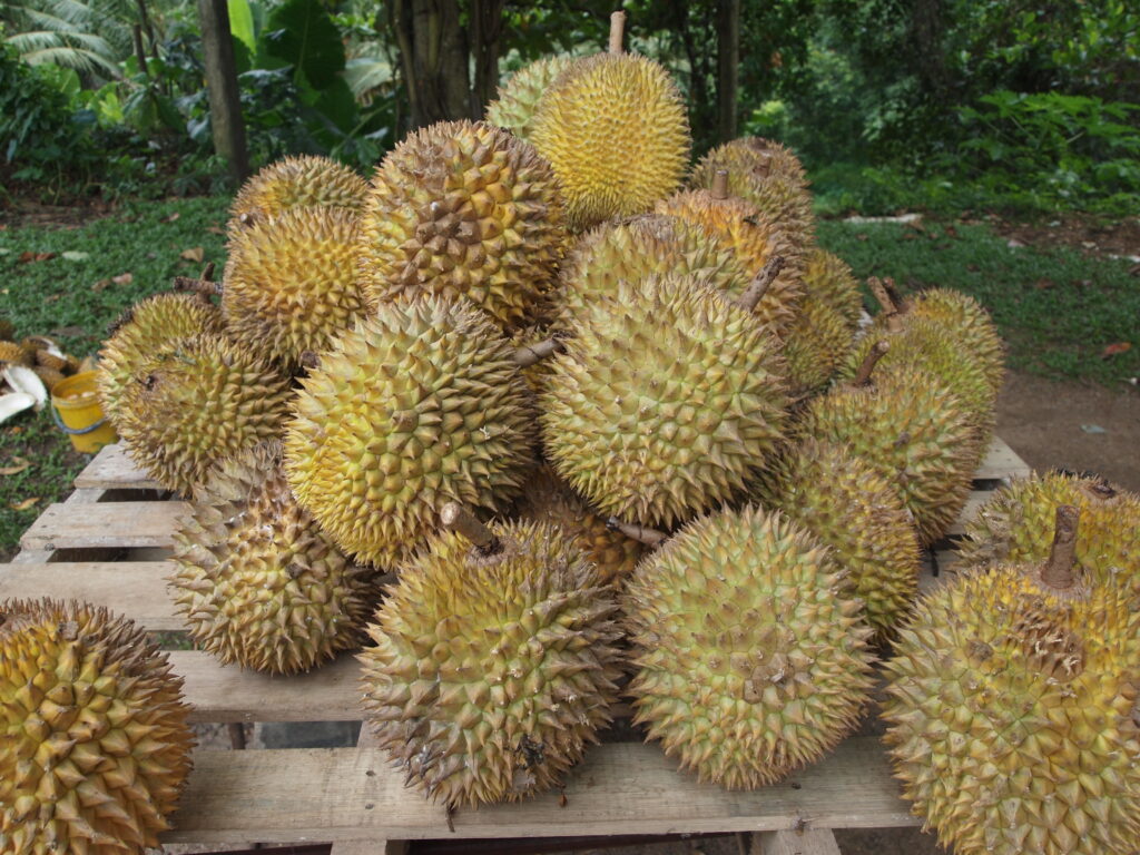 malaysian fruits