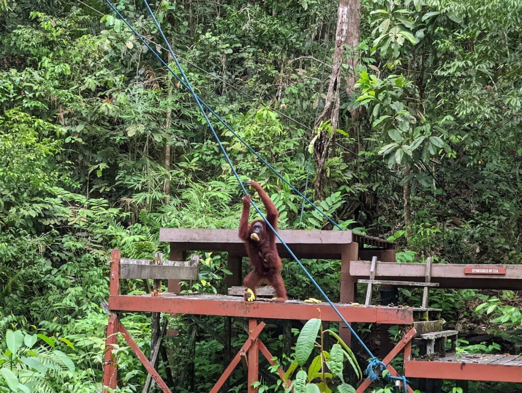 semenggoh nature reserve