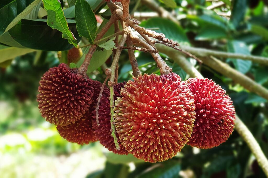 Pulasan 