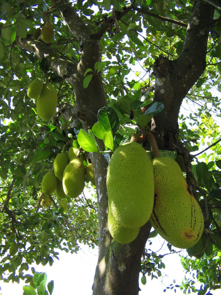 Jackfruit (Nangka)