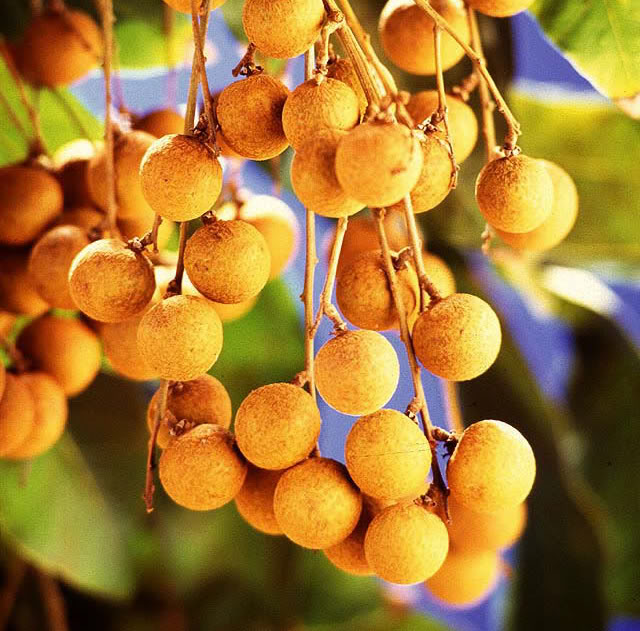 malaysian fruits