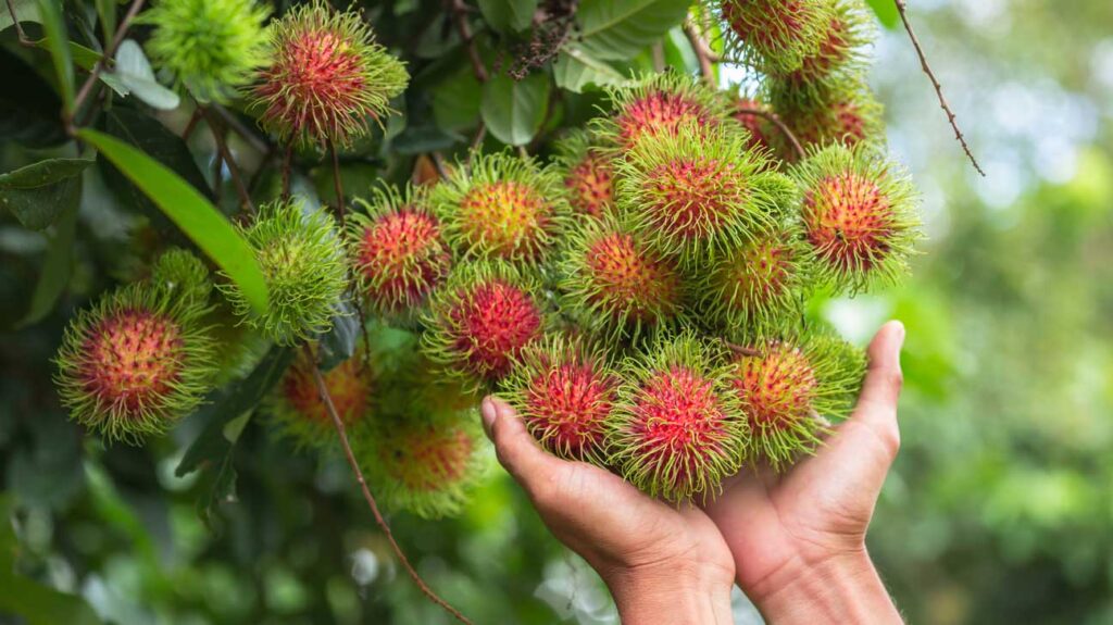 malaysian fruits