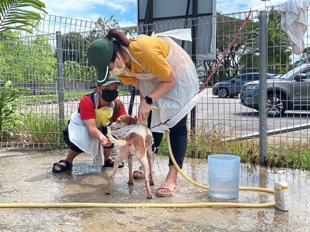 dog adoption kuala lumpur