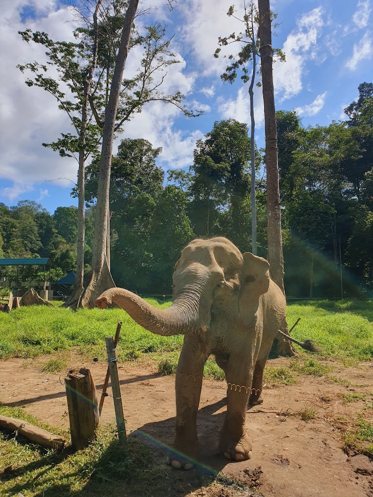 Kuala Gundah Elephant Sanctuary