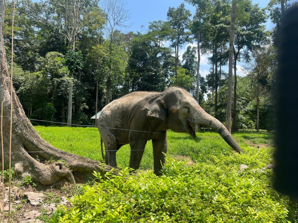 Kuala Gundah Elephant Sanctuary