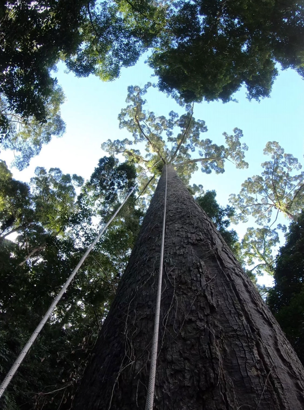 Tallest Living Hardwood Tree