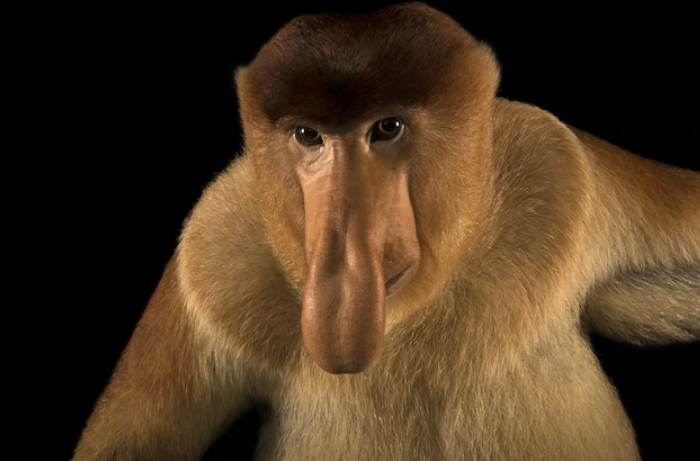 Longest Primate Nose