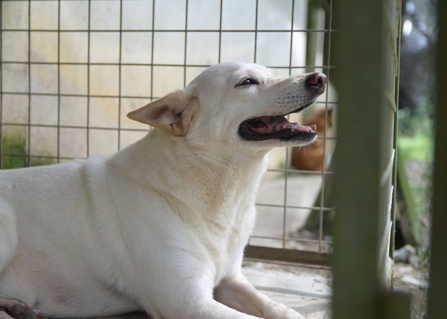 dog adoption kuala lumpur