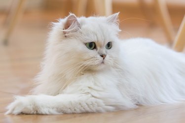 Persian cat breeds in Malaysia