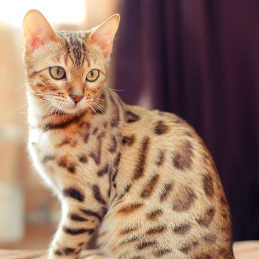 Malaysian breed: Bengal cat