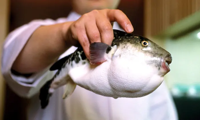 pufferfish  by the guardian