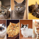Feature image for cat breeds in Malaysia