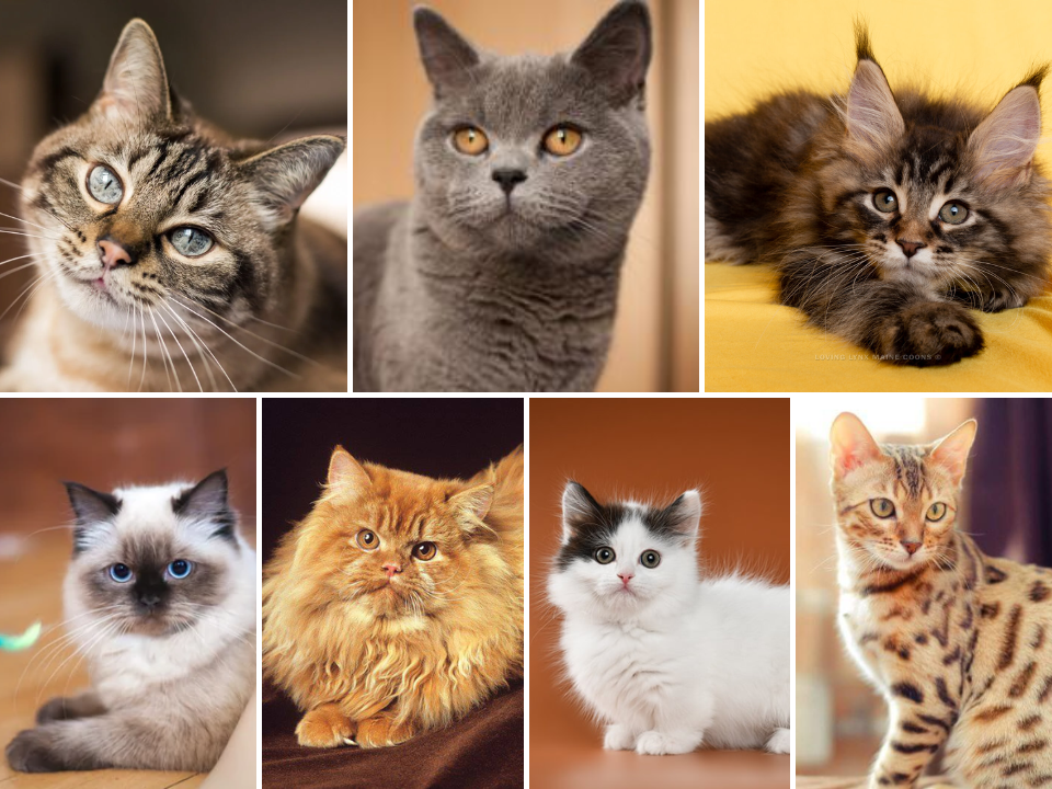 Feature image for cat breeds in Malaysia