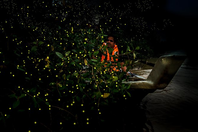 take a boat to this natural attractions in malaysia and witness the beautiful fireflies