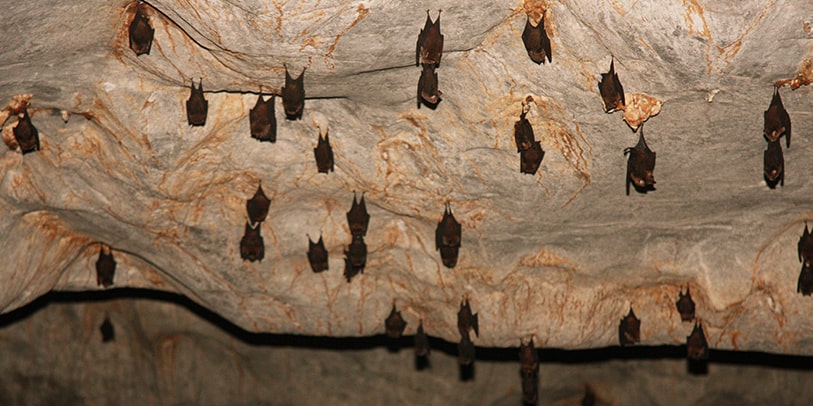 Wondrous Cave in Malaysia: Bats Sleeping in Wind Cave of Gunung Mulu National Park