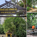 jungle trekking in malaysia-feature image