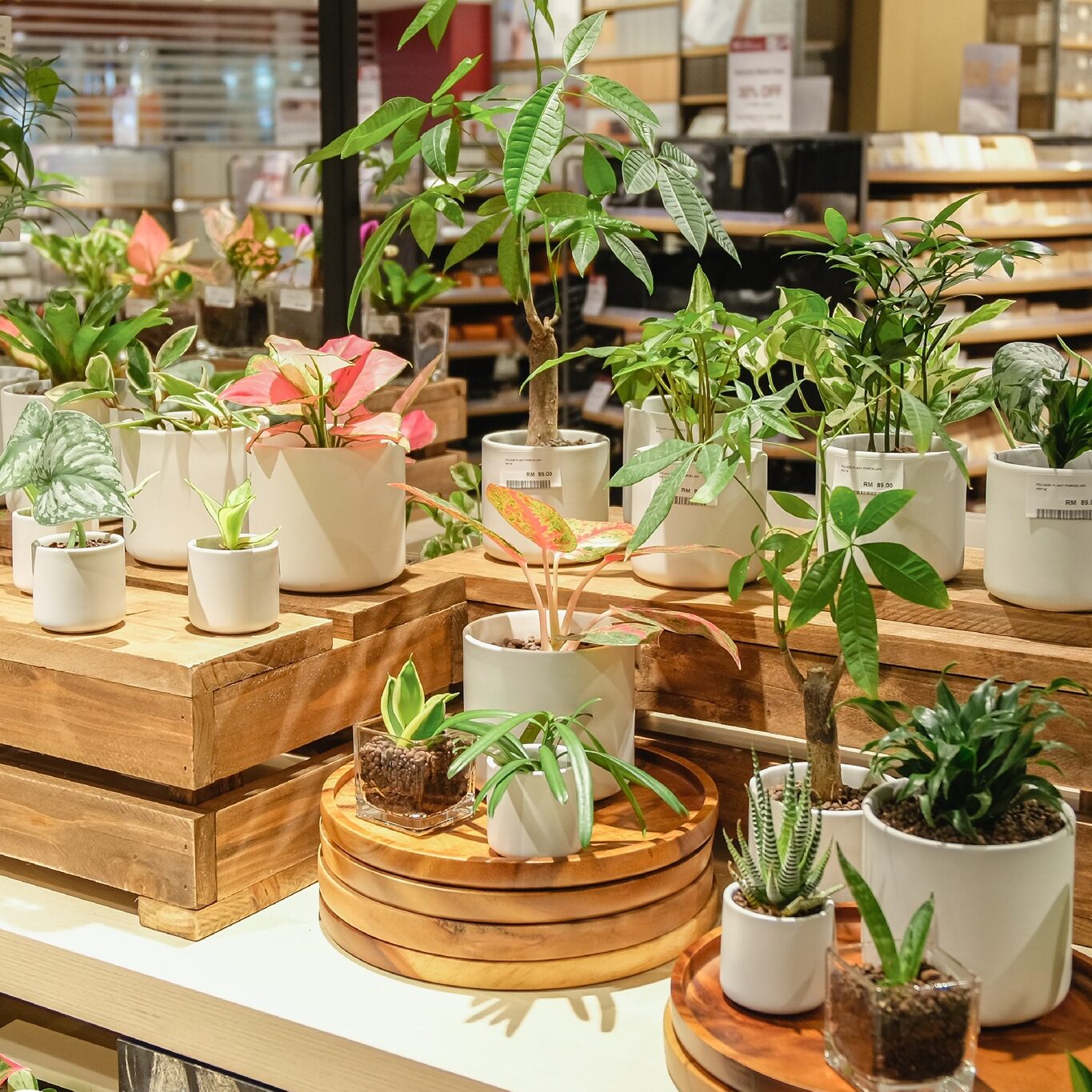 shop plants at muji