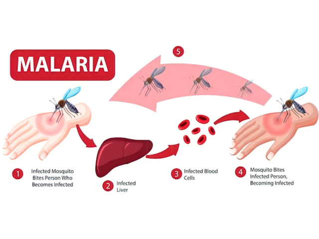 Defeating Malaria By Knowing The Symptoms, Causes & Solutions