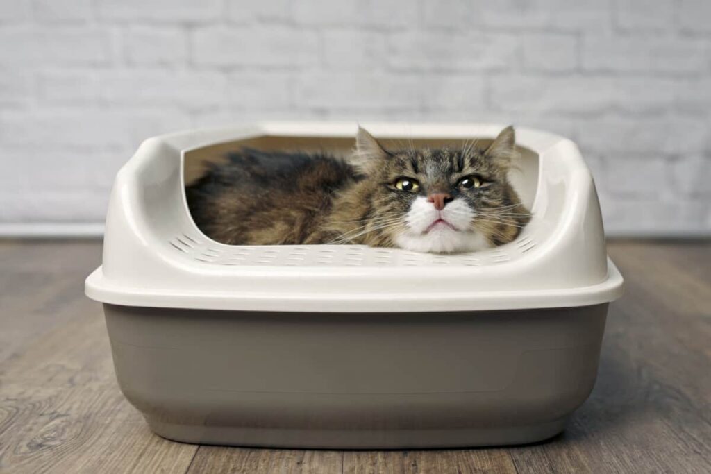 Tips For Travelling With Cats:  Prepare A Litter Tray