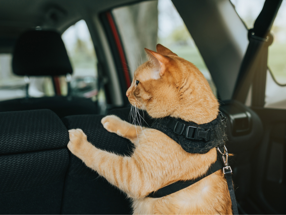 Tips For Travelling With Cats: Pack Cat Essentials