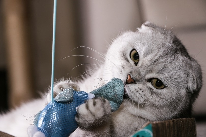 Cat Travel Guide: Bring Their Favourite Toys