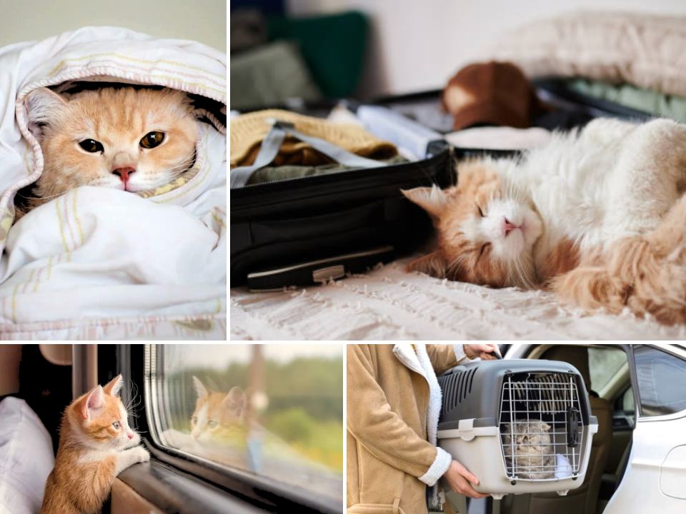 One Purr-fect Guide To Bring Your Cats For Travel