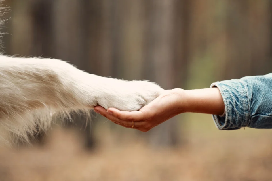 Benefits Of Having A Pet Goes Beyond Companionship