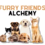 Here's How Your Furry Friends Brings A Magic To Your Life