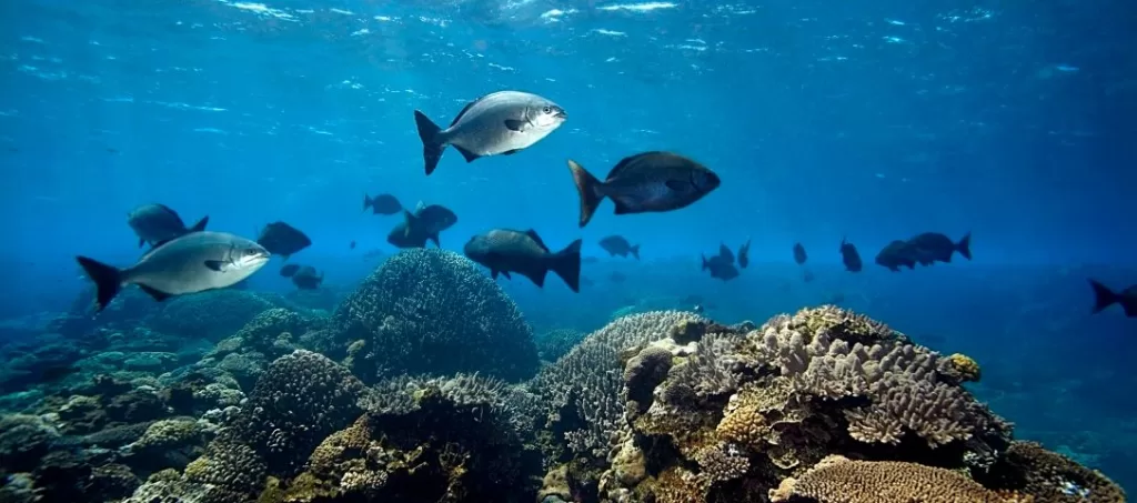 Sustainable Fishing Protects Marine Biodiversity
