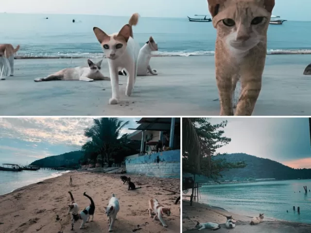 Cat Beach In Penang!