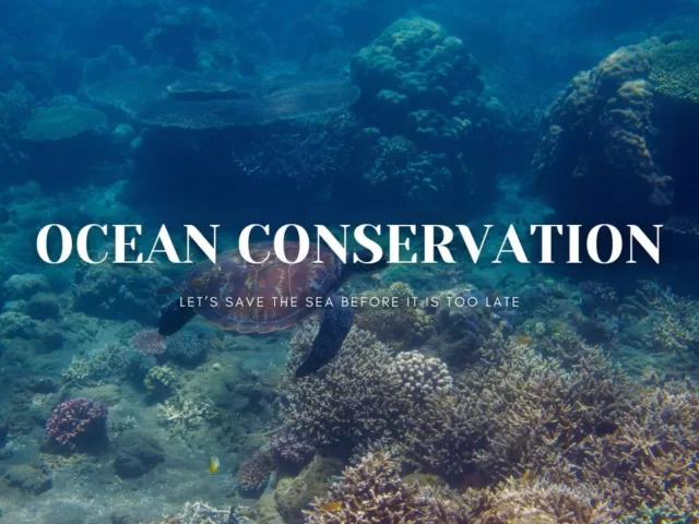 Ocean Coservation In Malaysia
