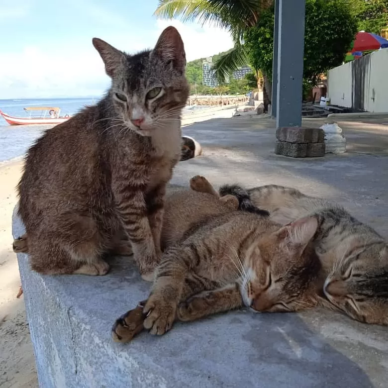 Cute Cats All Over Penang Beach