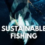 All You Need To Know About Sustainable Fishing