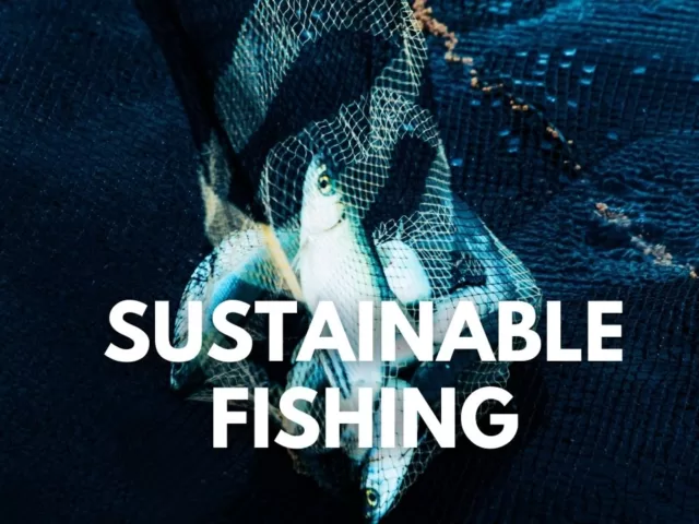 All You Need To Know About Sustainable Fishing