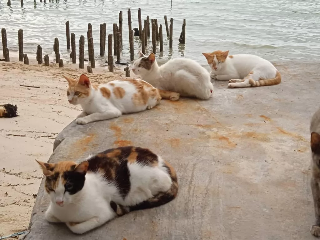 Adorable Kitties At The Seashore!