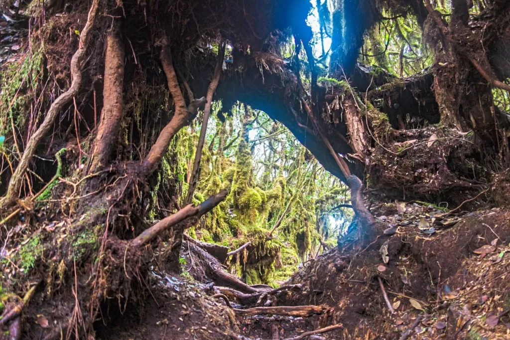 Beautiful View In Mossy Forest