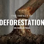 The Impact Of Deforestation In Malaysia