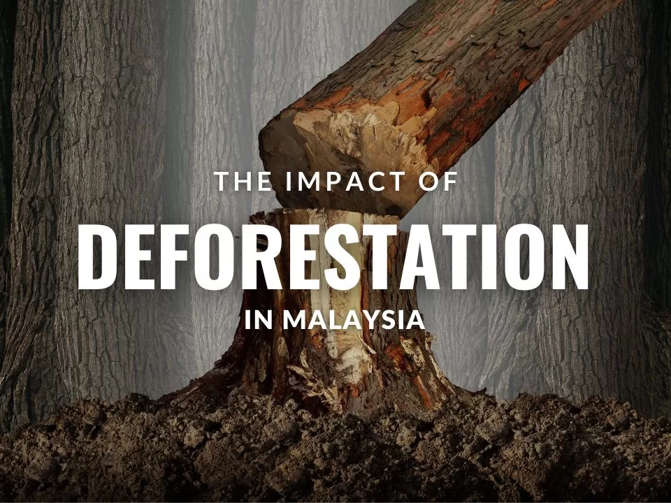 The Impact Of Deforestation In Malaysia