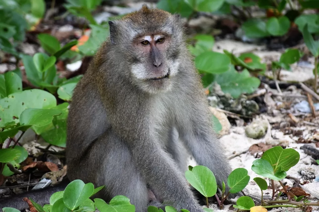 Here's Why You Should Conserve The Crab-Eating Macaque