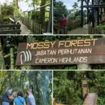 The Mossy Forest In Cameron Highlands