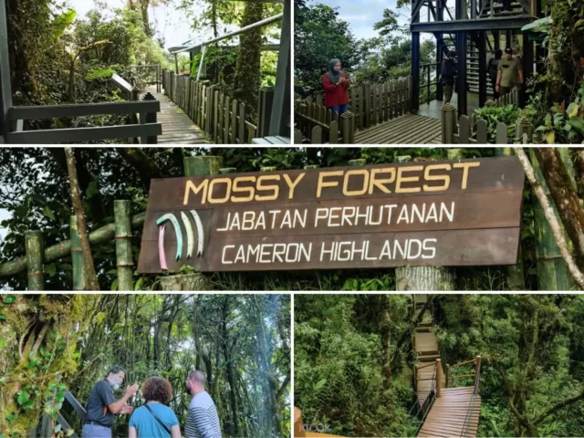 The Mossy Forest In Cameron Highlands