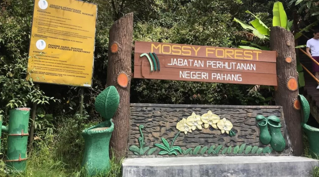 Visit The Mossy Forest In Cameron Highlands