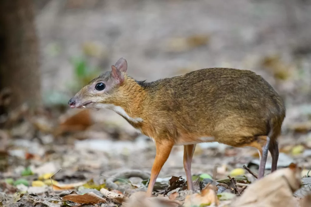 Get To Know The Lesser Mousedeer!