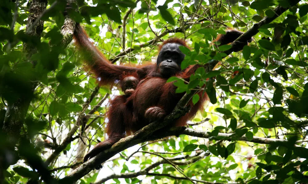 Here's Why You Should Conserve The Malaysian Wildlife!