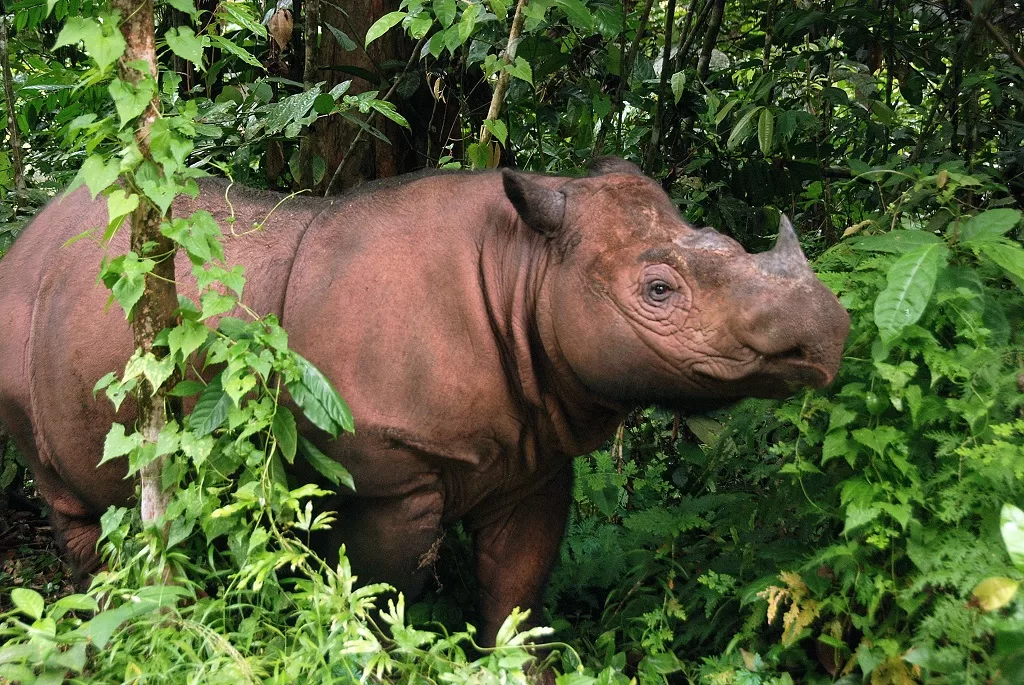 Here's What Happened To The Sumatran Rhinoceros!